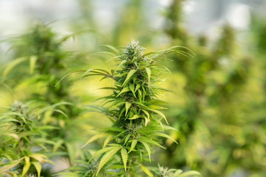 Sign up within the greatest CBD Shop and acquire the fresh mushrooms you like by far the most each day